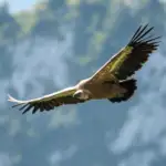 Vautour fauve en vol au-dessus des reliefs de la Gruyère