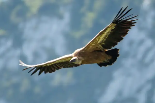 Vautour fauve en vol au-dessus des reliefs de la Gruyère