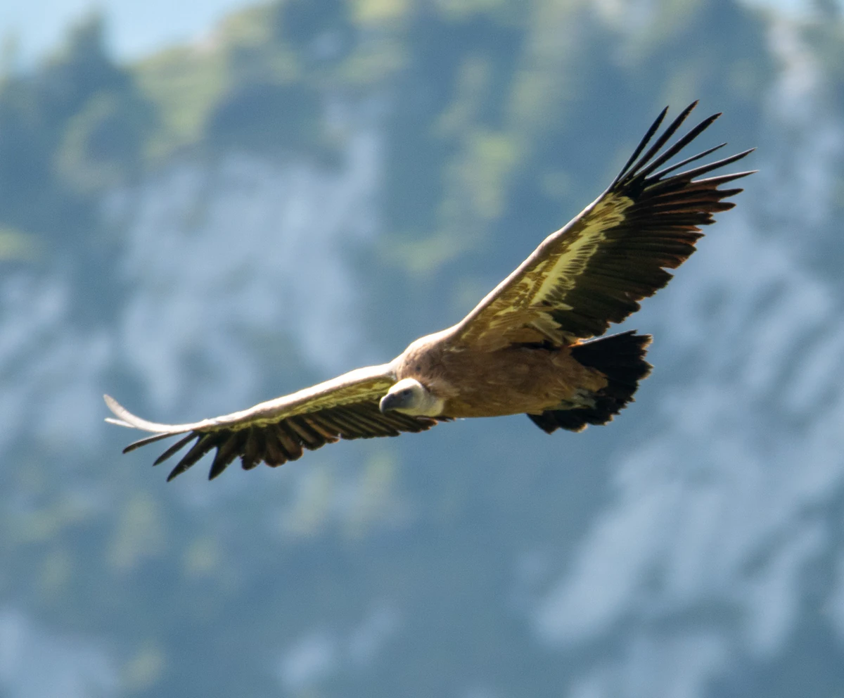 Vautour fauve en vol au-dessus des reliefs de la Gruyère